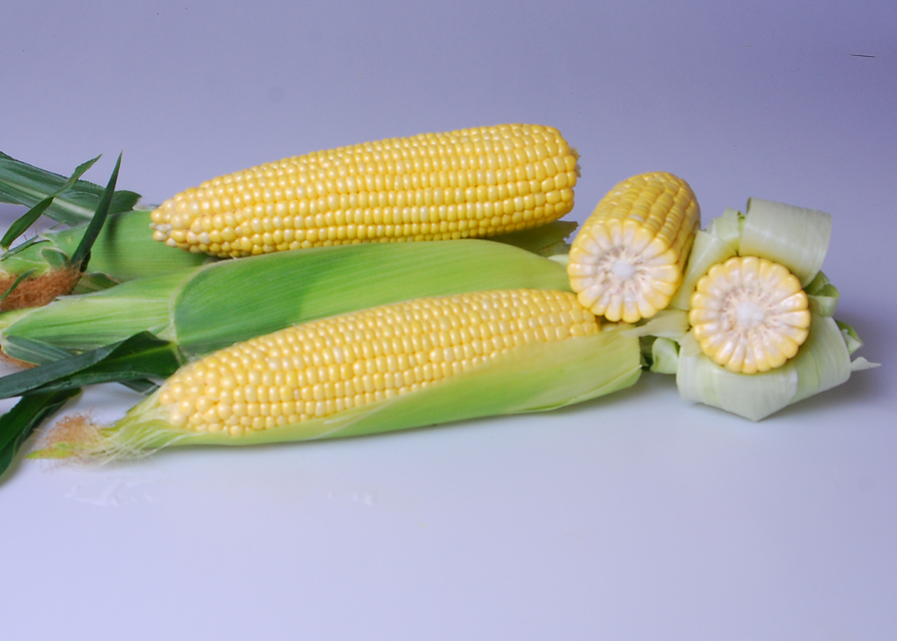 Сахарная кукуруза, Современная технология выращивания сахарной кукурузы, выращивание сахарной кукурузы